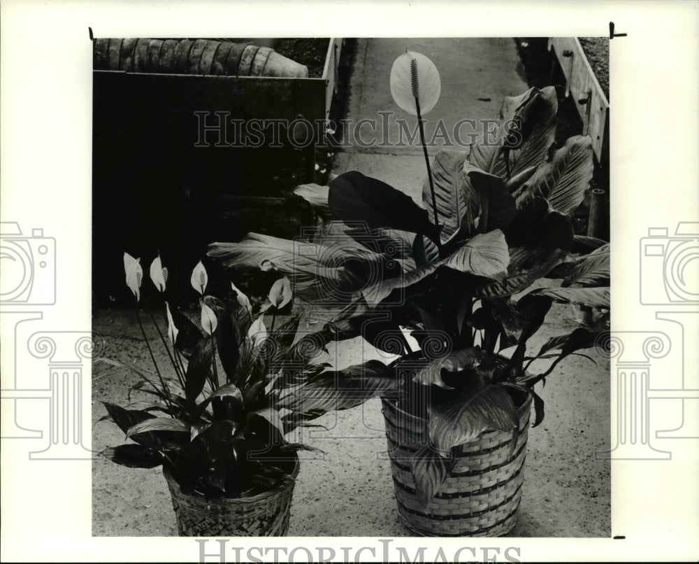 1990 Press Photo Flowers & Plants Peace Lilies- Historic Images