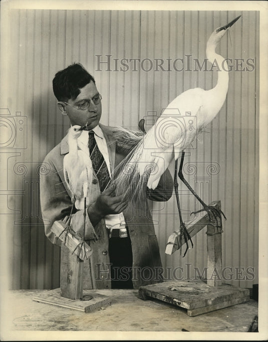 1930 Press Photo E.G.Wright examines the plumes of the Snowy Egret - Historic Images