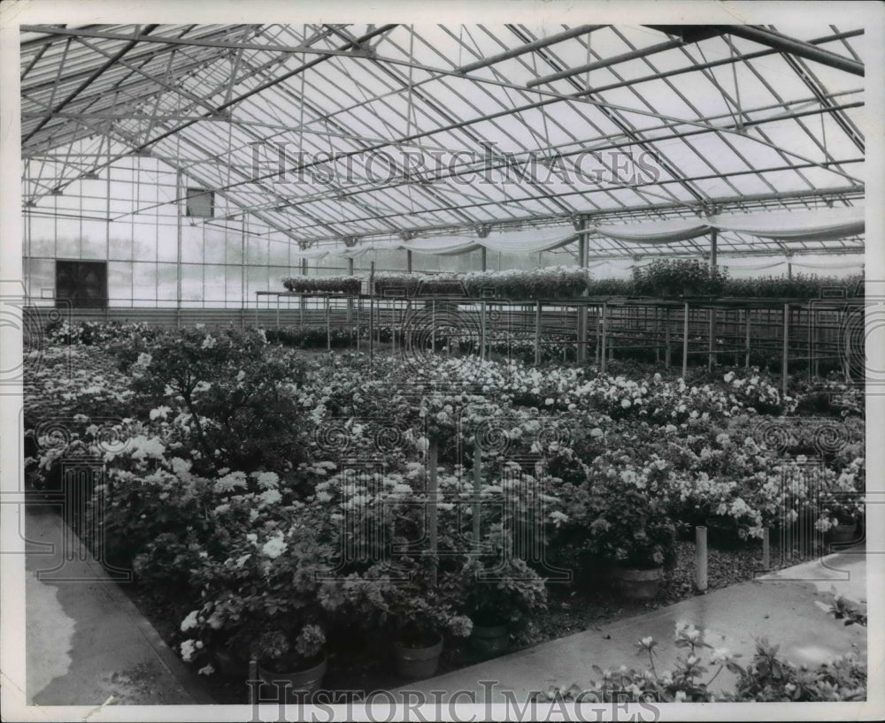 1970 Press Photo Ron Schneider at Rockefeller Park Greenhouse- Historic Images