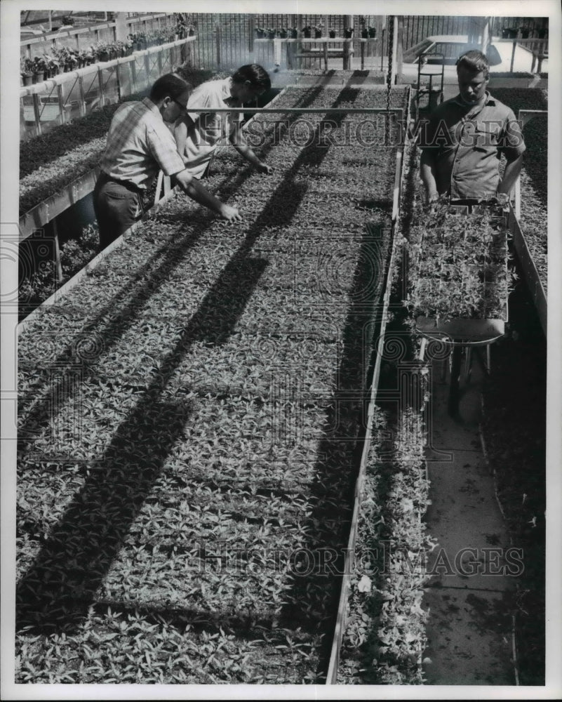 1974 Press Photo Greenhouse crops for delivery of young tomato &amp; pepper plants- Historic Images