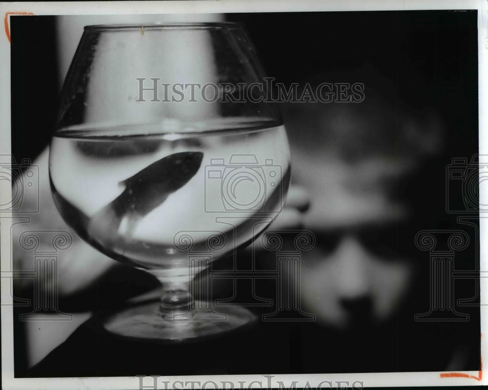 1967 Press Photo The Paradise fish, introduced in Paris in 1868 - Historic Images