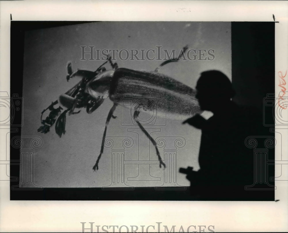 1990 Press Photo Insects- Historic Images