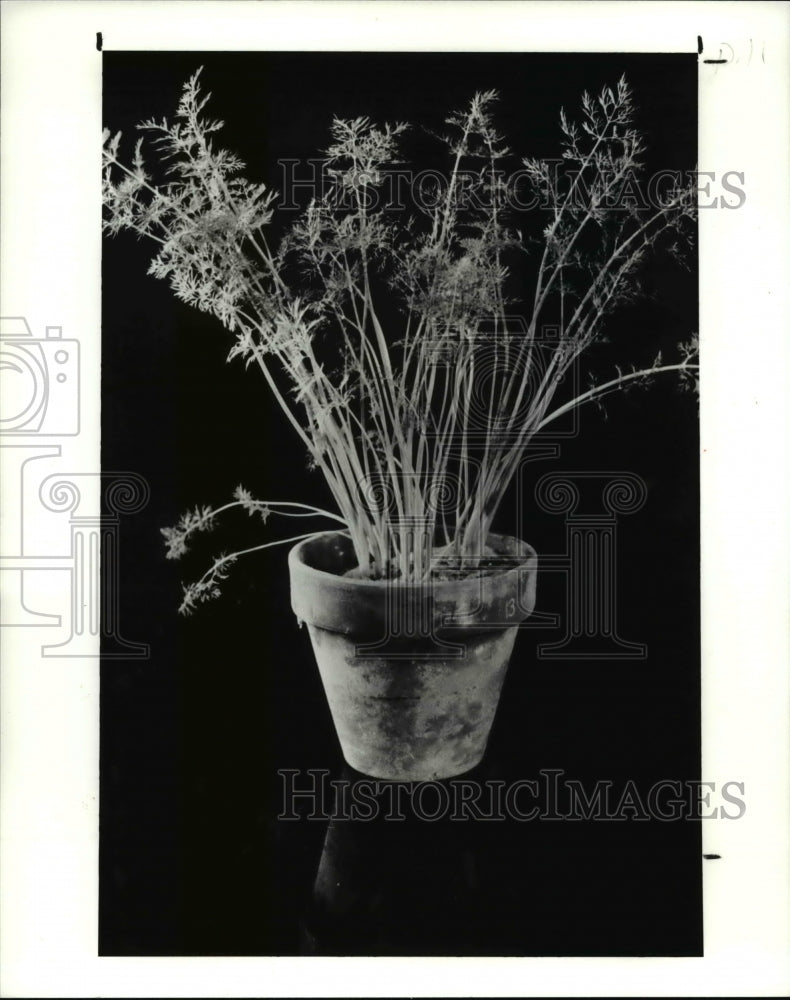 1991 Press Photo Dill Herb plant- Historic Images