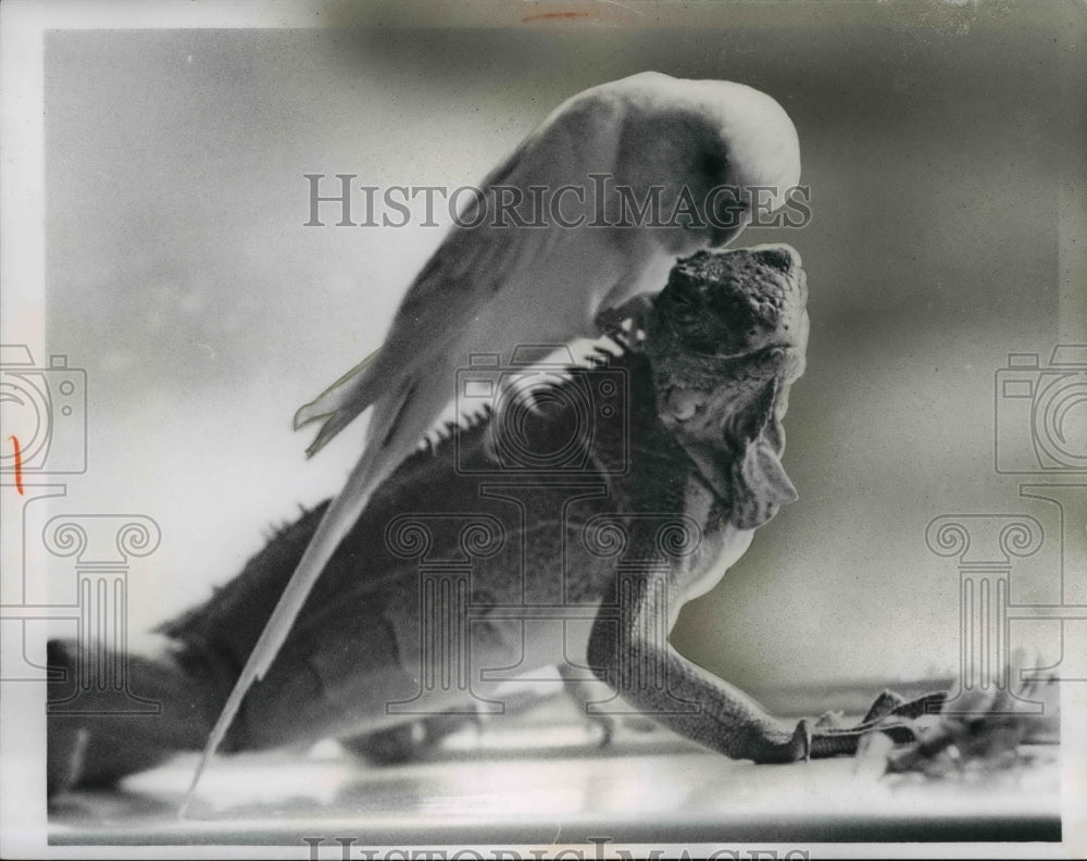 1964 Press Photo Iguana with a bird on top- Historic Images