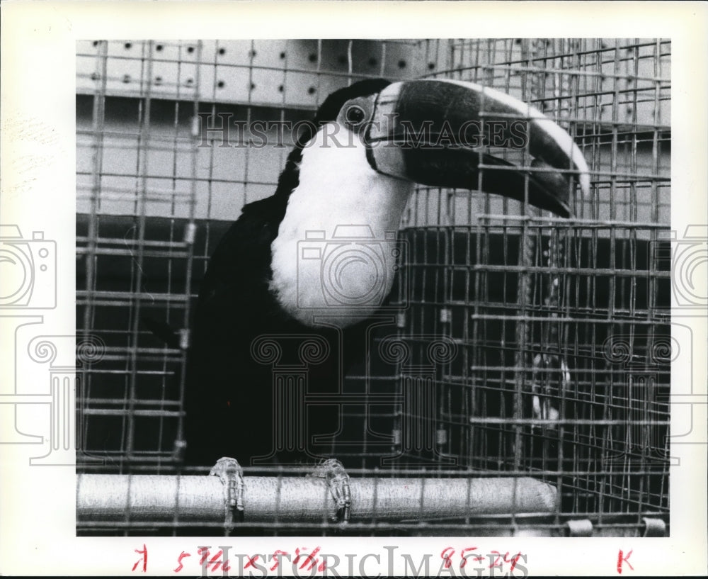 1978 Press Photo Toucan - cva77649- Historic Images