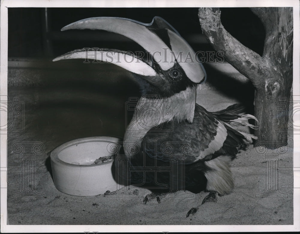 1961 Press Photo The Cleveland Zoo&#39;s Great Hornbill- Historic Images