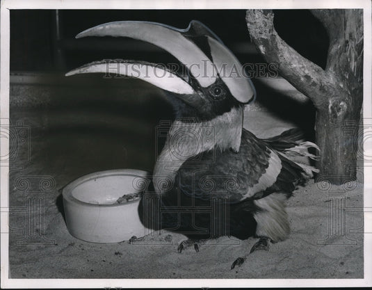 1961 Press Photo The Cleveland Zoo's Great Hornbill- Historic Images