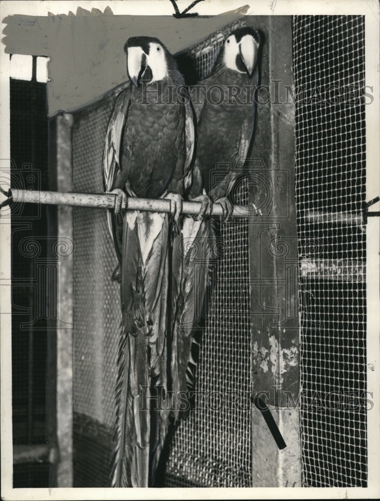 1935 Press Photo The parakeets- Historic Images