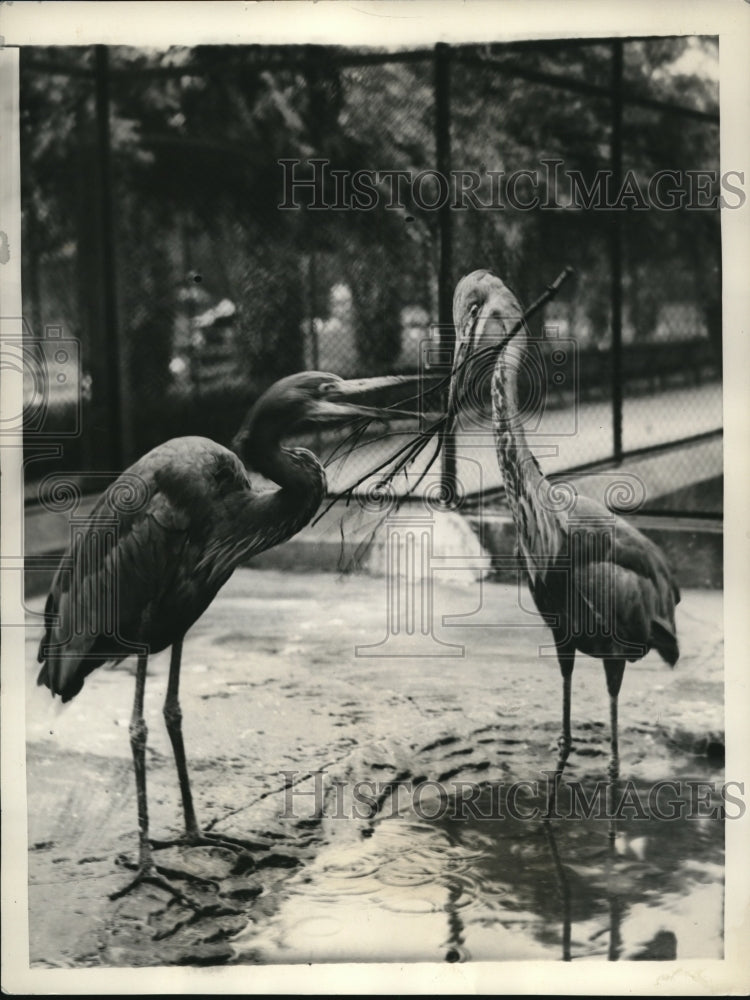 1934 Press Photo The herons in the London Zoo- Historic Images