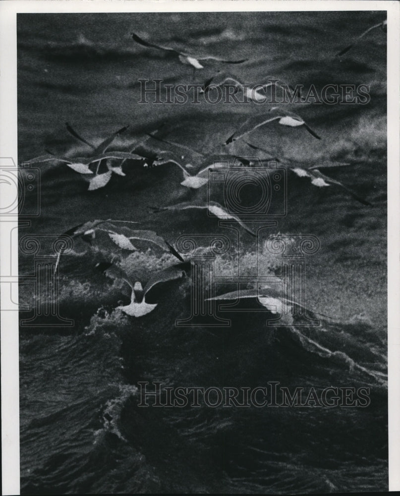 1973 Press Photo The gulls- Historic Images