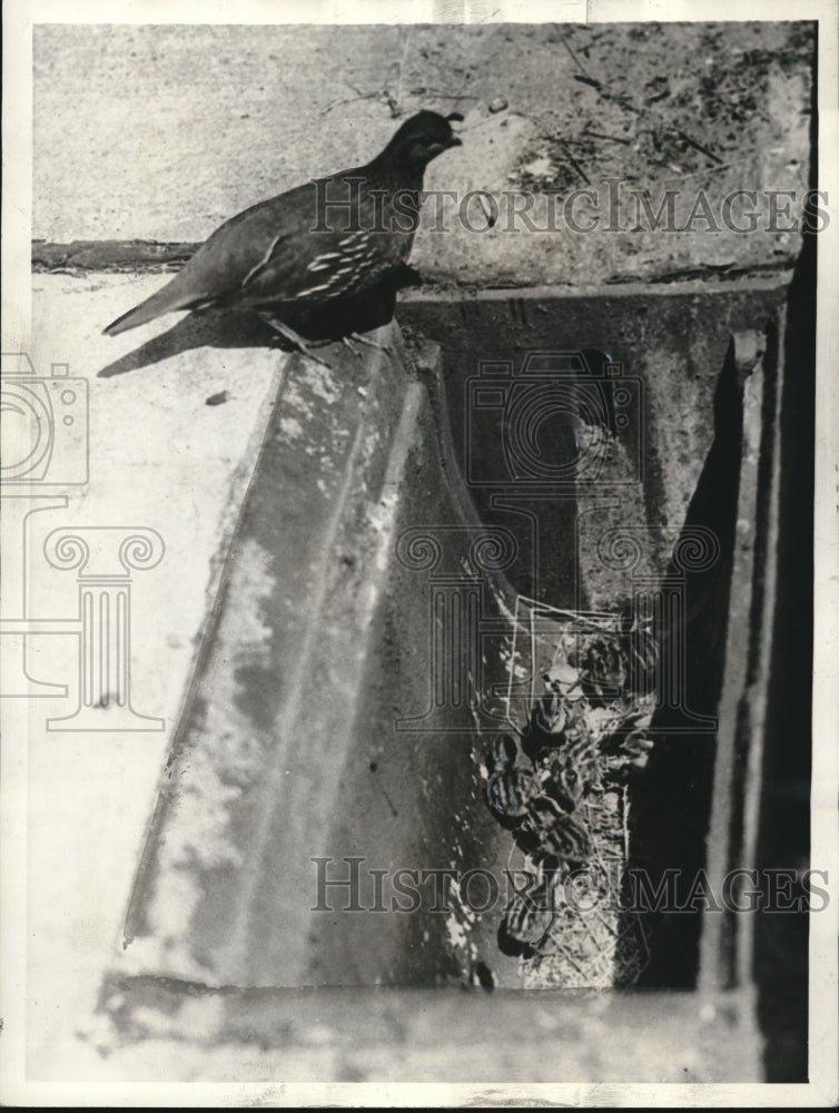 1933 Press Photo Mother quail and her brood of young ones in their nest- Historic Images