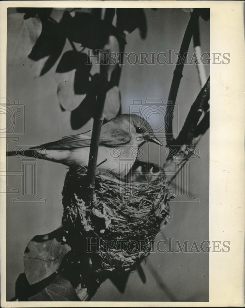 1944 Press Photo Female Redstain brooding its young on a honey suckle bush - Historic Images