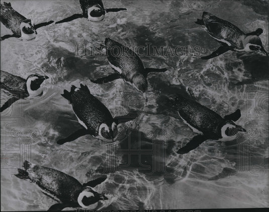 1969 Press Photo Penguins, birds- Historic Images