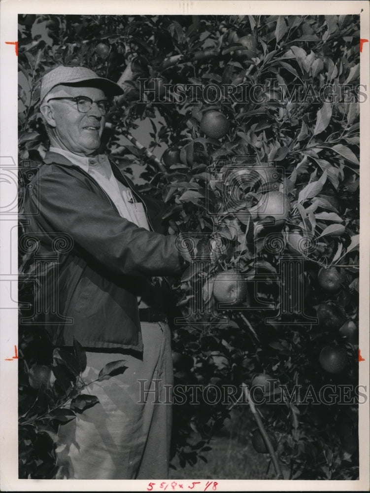 1963 Press Photo The Melrose Apple a Combination of Jonathan &amp; Delicious- Historic Images