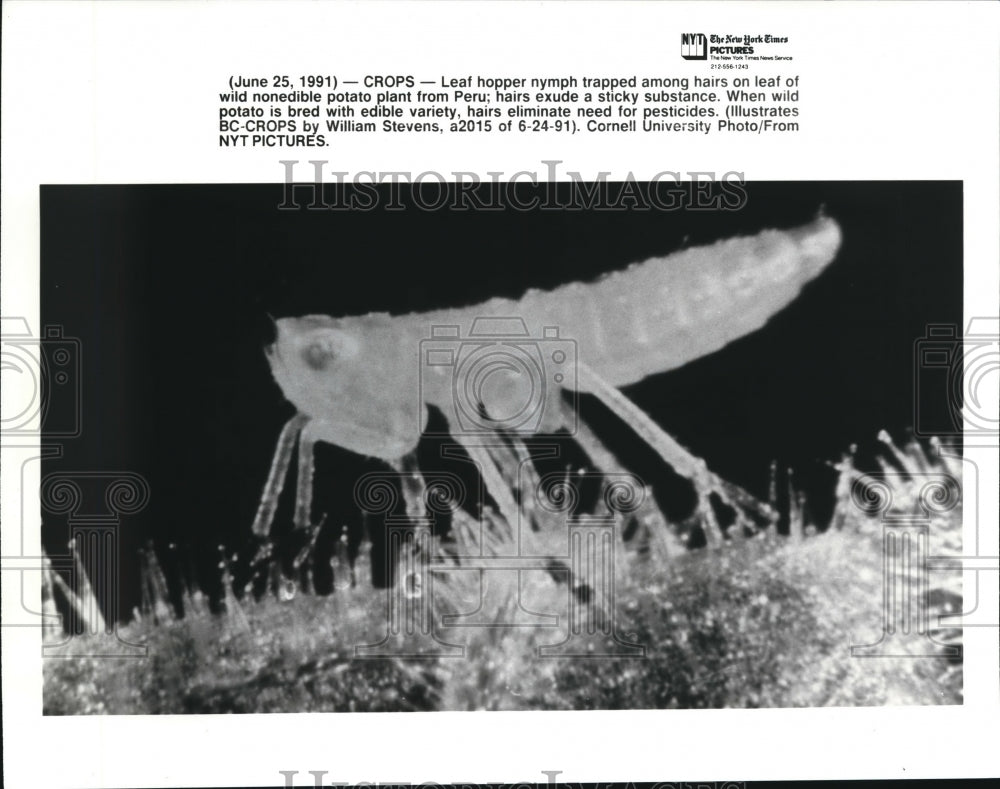 1992 Press Photo Leaf hopper nymph trapped among hairs on leaf of wild potato- Historic Images