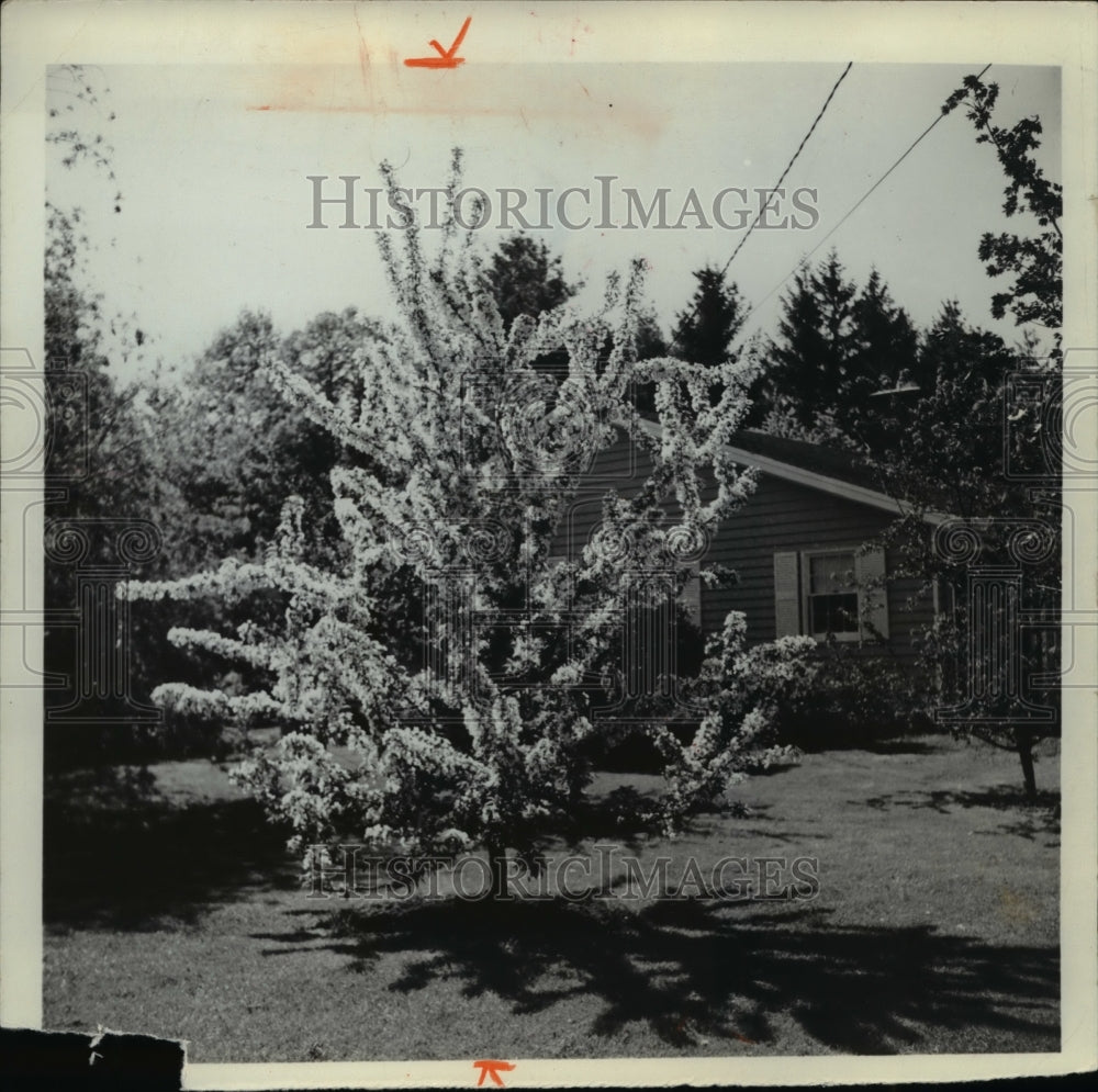 1974 Press Photo A Crabapple Tree- Historic Images