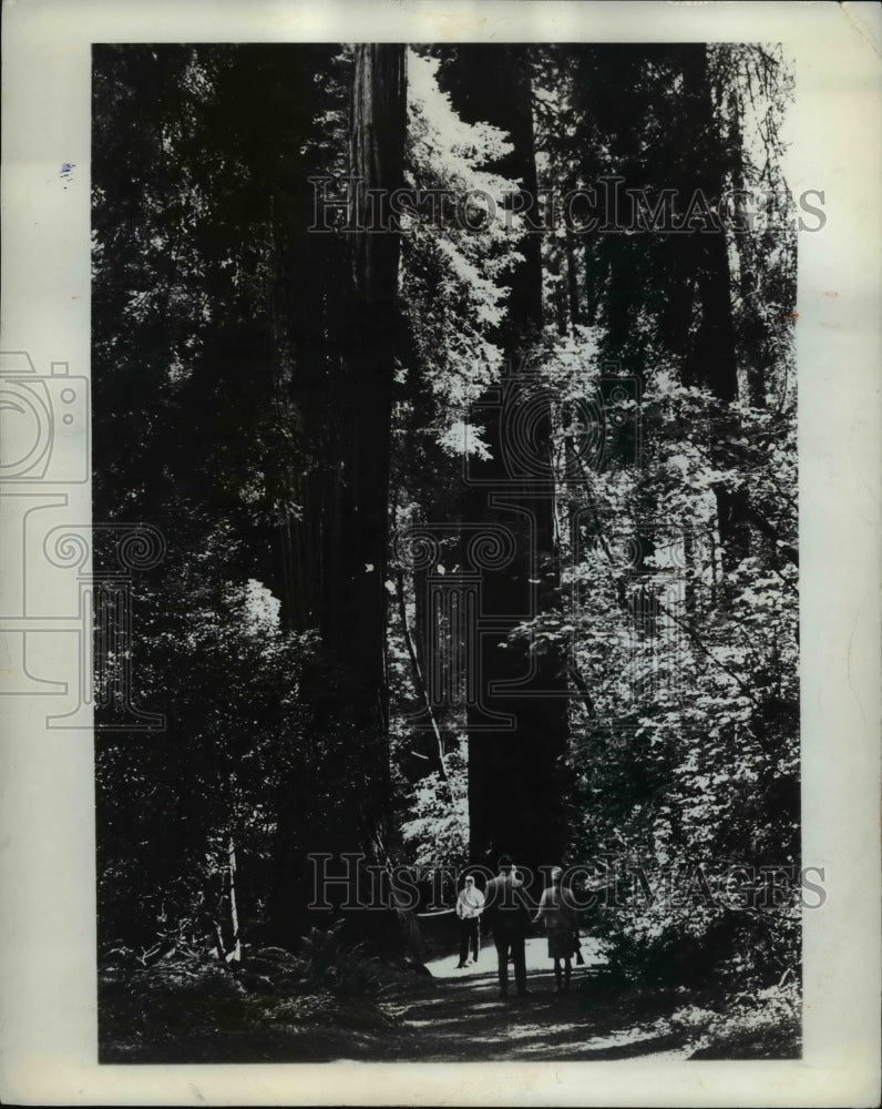 1972 Press Photo San Francisco Redwood Grove- Historic Images