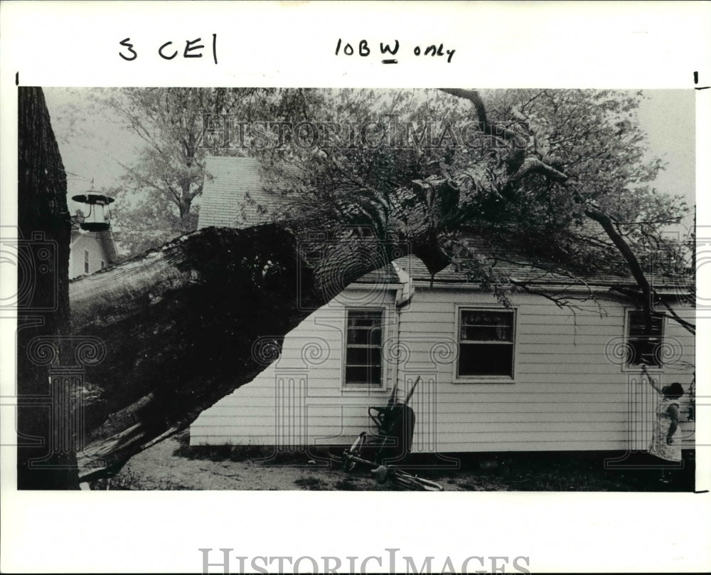 1990 Press Photo Trees- Historic Images