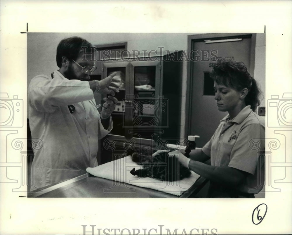 1991 Press Photo Dr.Albert H.Lewandowski prepares injection for Pale Face Saki.- Historic Images