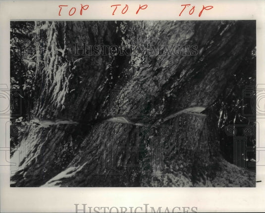 1991 Press Photo The Southern Live Oak- Historic Images