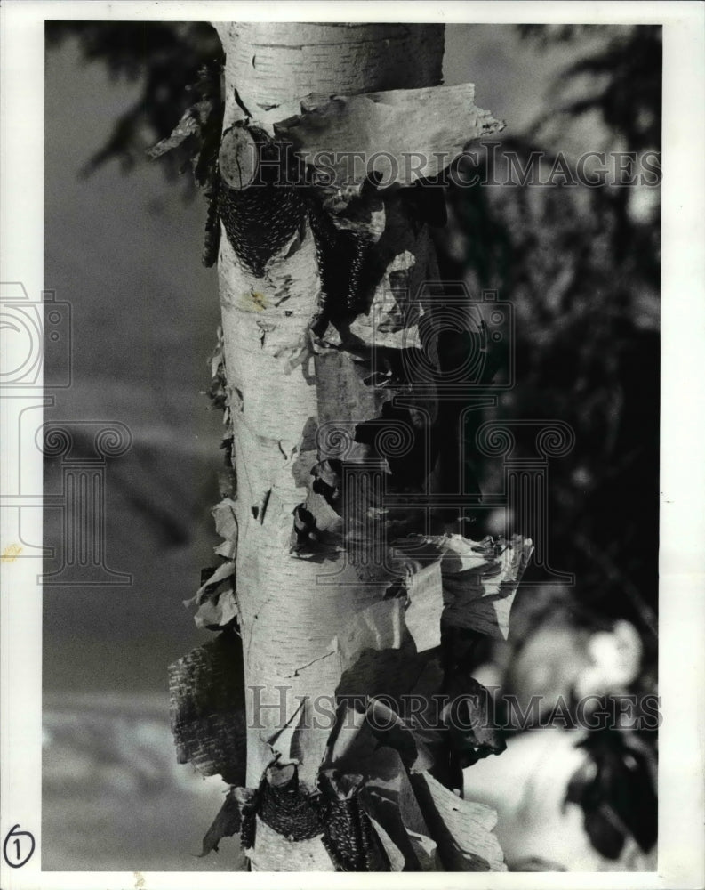 1988 Press Photo Peeling Bark on River Birch Tree- Historic Images