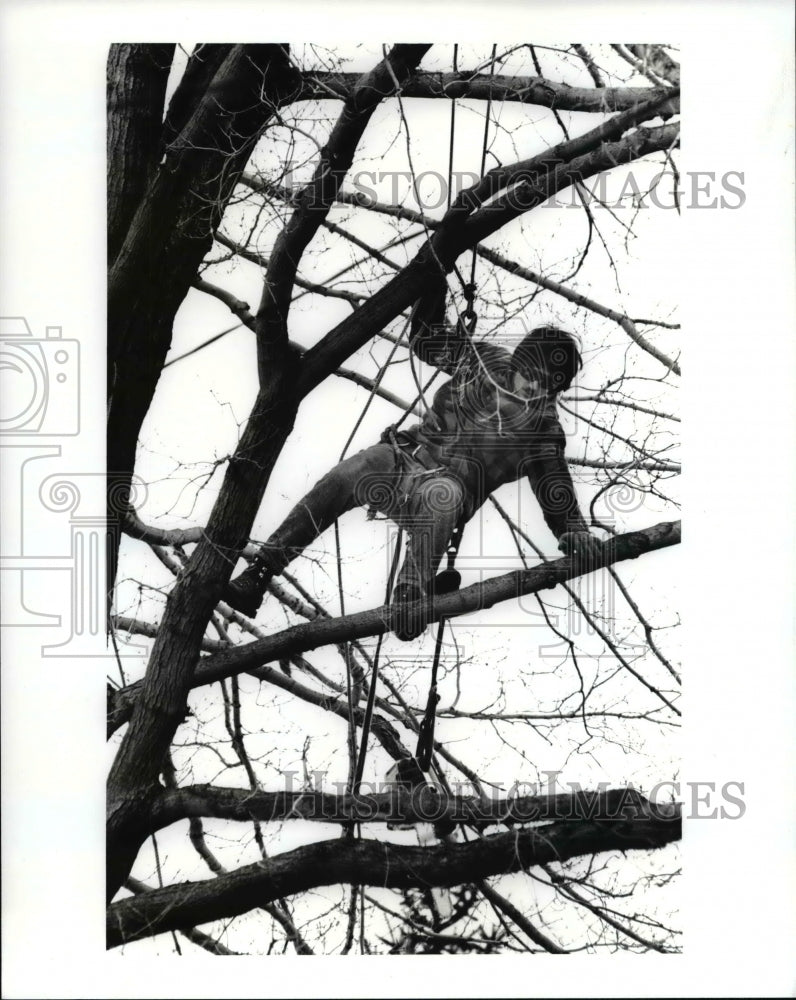 1992 Press Photo Tree Climber Matt Vallo timing at South Hambden road in Chardon- Historic Images