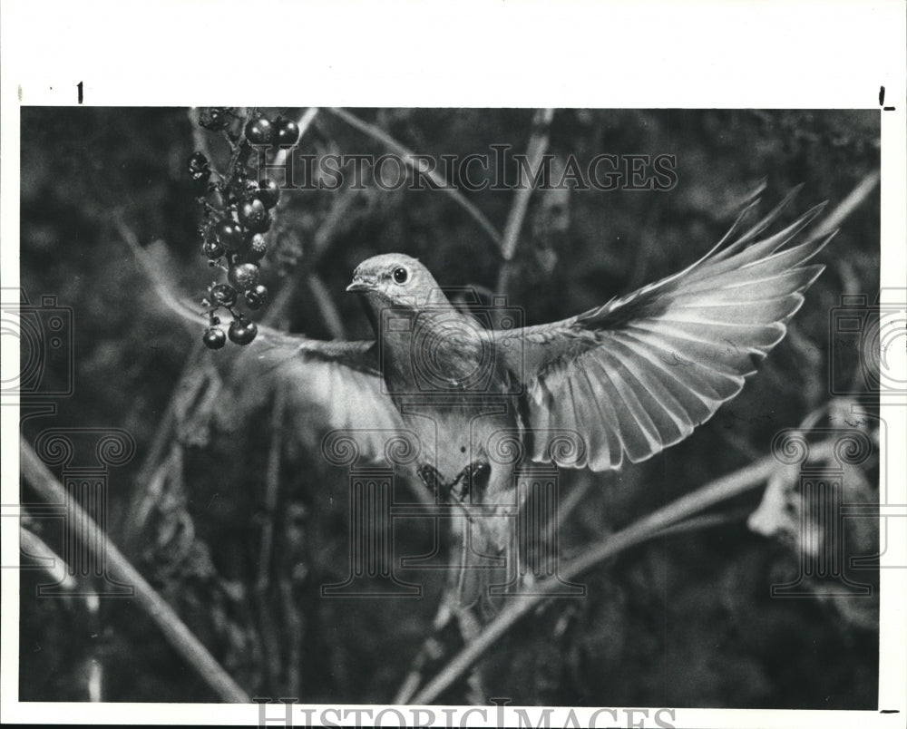 1990 Press Photo Eastern Blue Bird Maslowsher wedleye Production - Historic Images