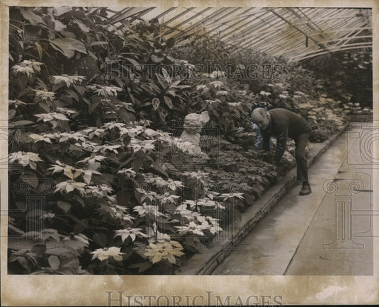 1969 Press Photo Angelo Paradiso in Rockefeller Park Greenhouse - Historic Images