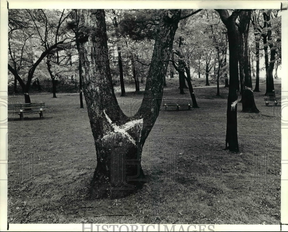 1990 Press Photo Painted Trees in Rockefeller Park. - cva91834- Historic Images