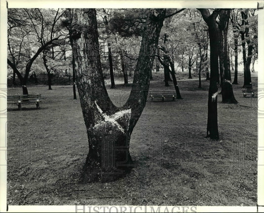 1990 Press Photo Painted Trees in Rockefeller Park. - cva91834- Historic Images