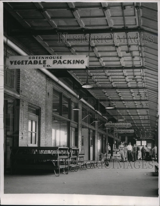 1951 Press Photo The Greenhouse Vegetable Packing Company- Historic Images