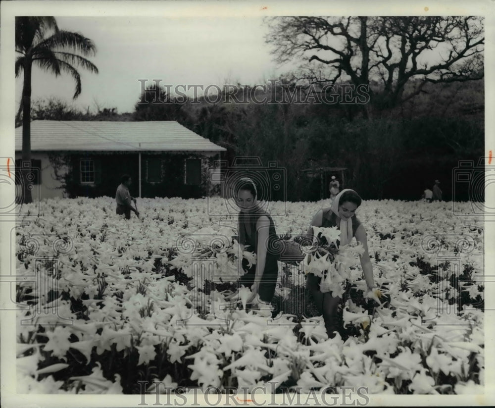 1966 Press Photo Flower &amp; Plants (Lilies Easter)- Historic Images