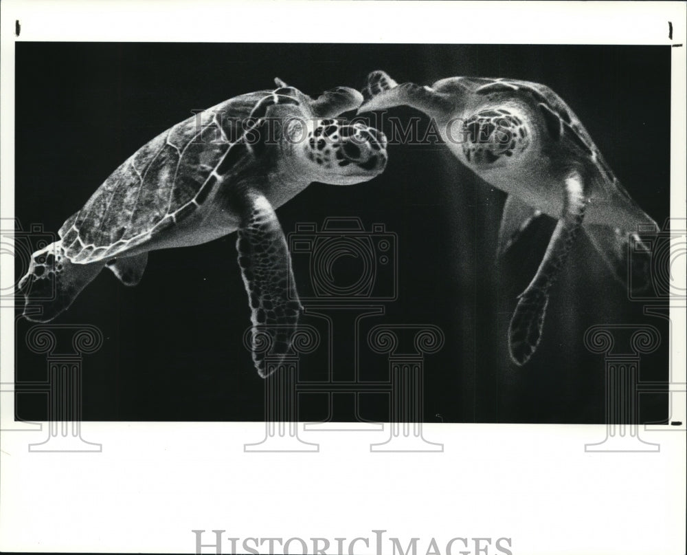 1989 Press Photo sea turtles and its reflection - cva98898- Historic Images