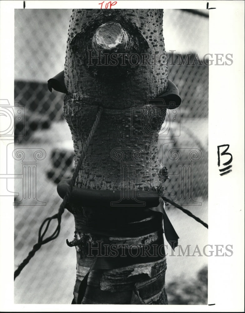 1990 Press Photo Honey Locust Tree- Historic Images