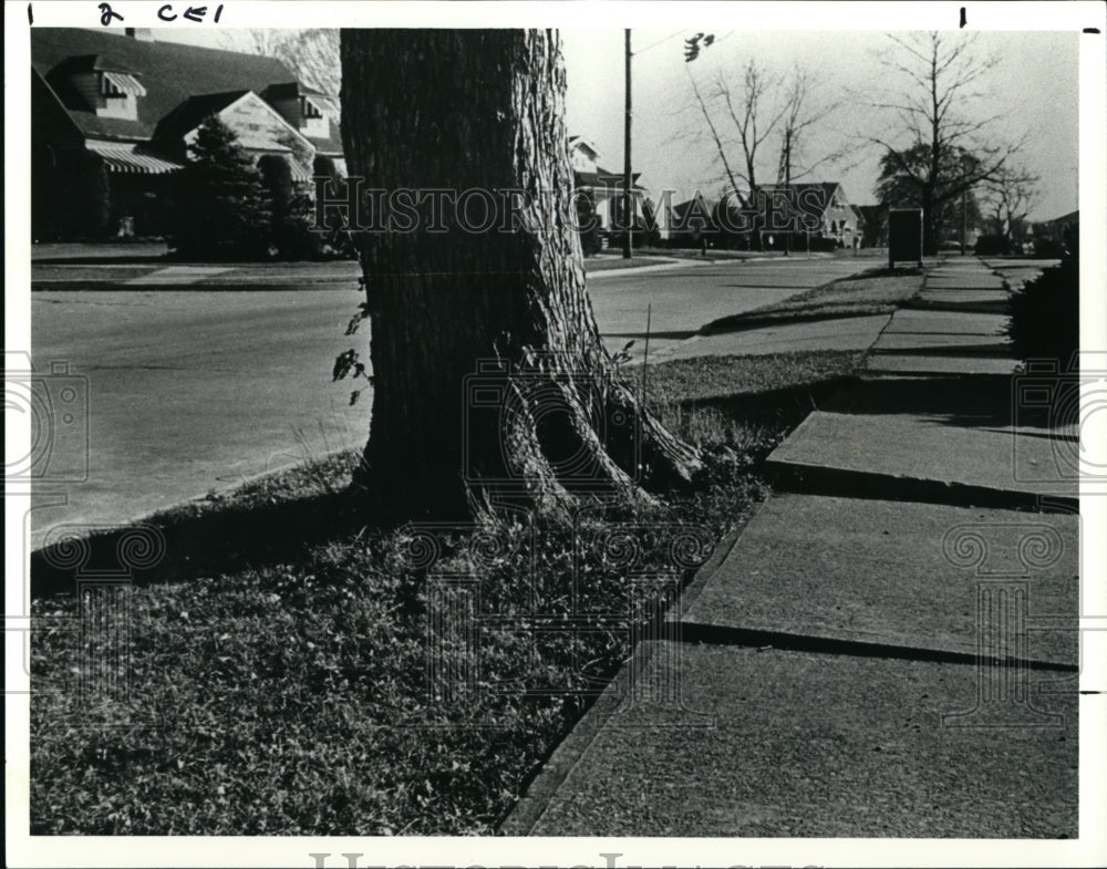 1990 Press Photo Trees- Historic Images