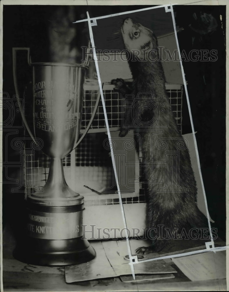 1932 Press Photo Ferret- Historic Images