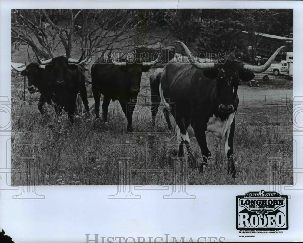 1979 Press Photo Longhorn Bulls at Longhorn World Championship Rodeo- Historic Images