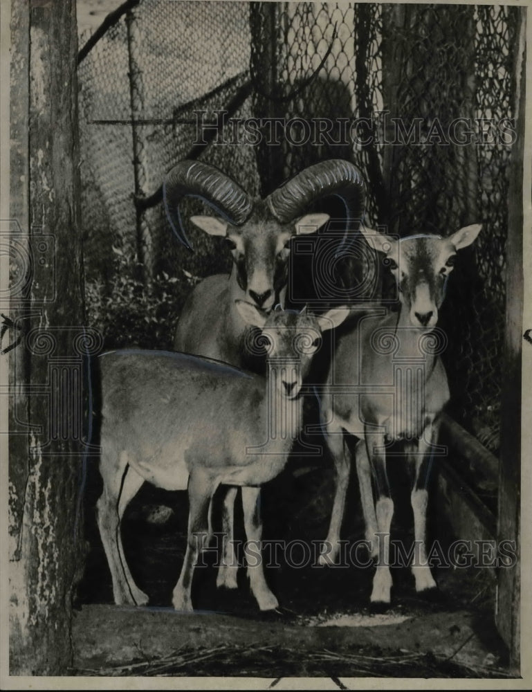 1945 Press Photo Mouflou, rare Dardinian species at Cleveland Zoo - cvb28142- Historic Images