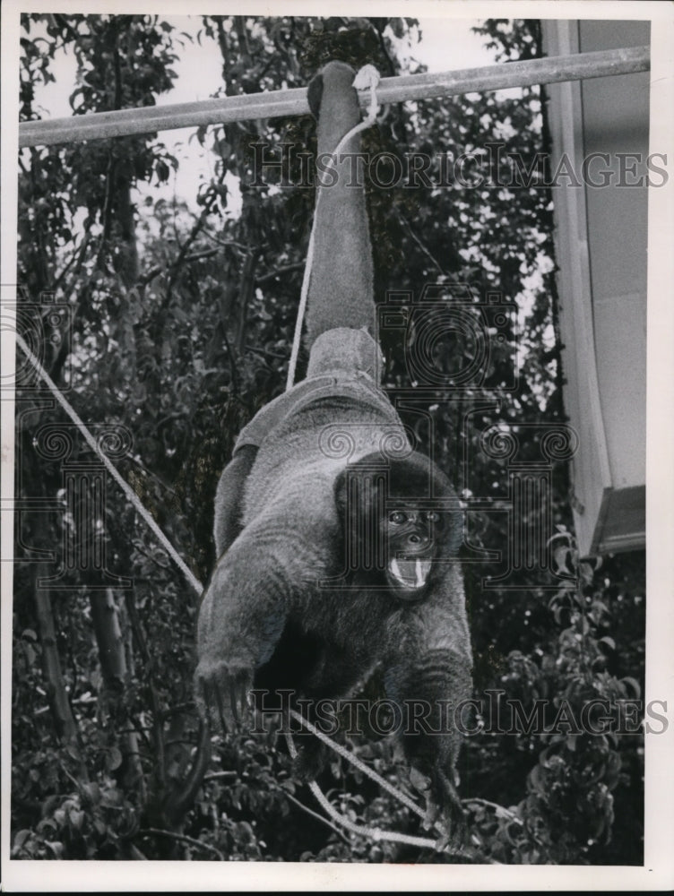 1963 Press Photo Simian Wooly, Suzie, smiles for folks watching her antics - Historic Images