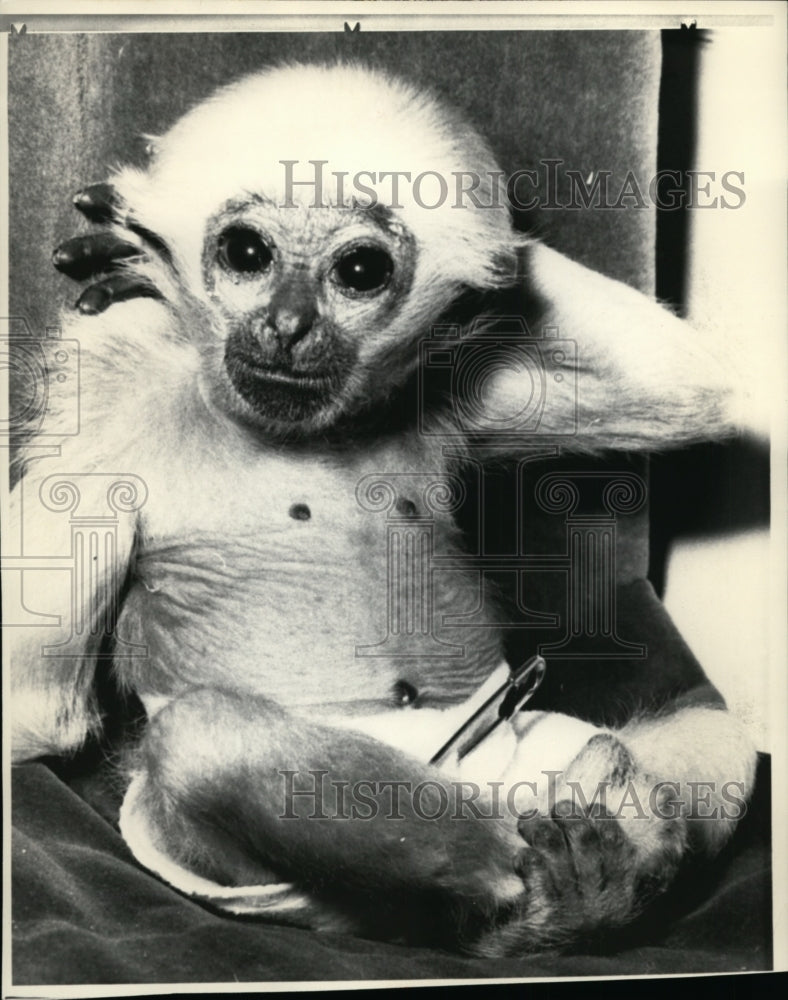 1969 Press Photo Jan, a three-month old gibbon - cvb32538- Historic Images