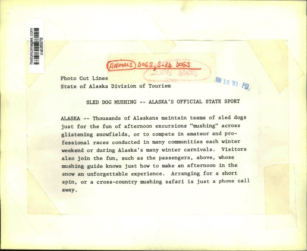 1981 Press Photo Alaska - Thousands of Alaskans maintain teams of sled dogs