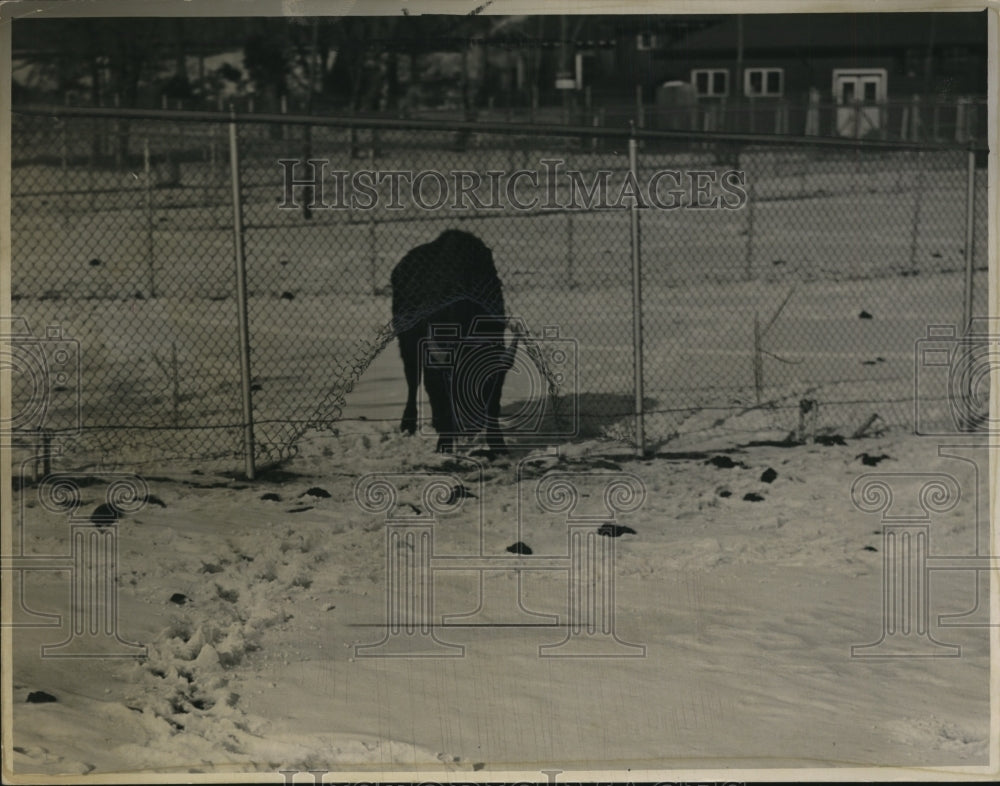 1940 Press Photo Hole in the Fence at Brookside Zoo - cvb38307- Historic Images