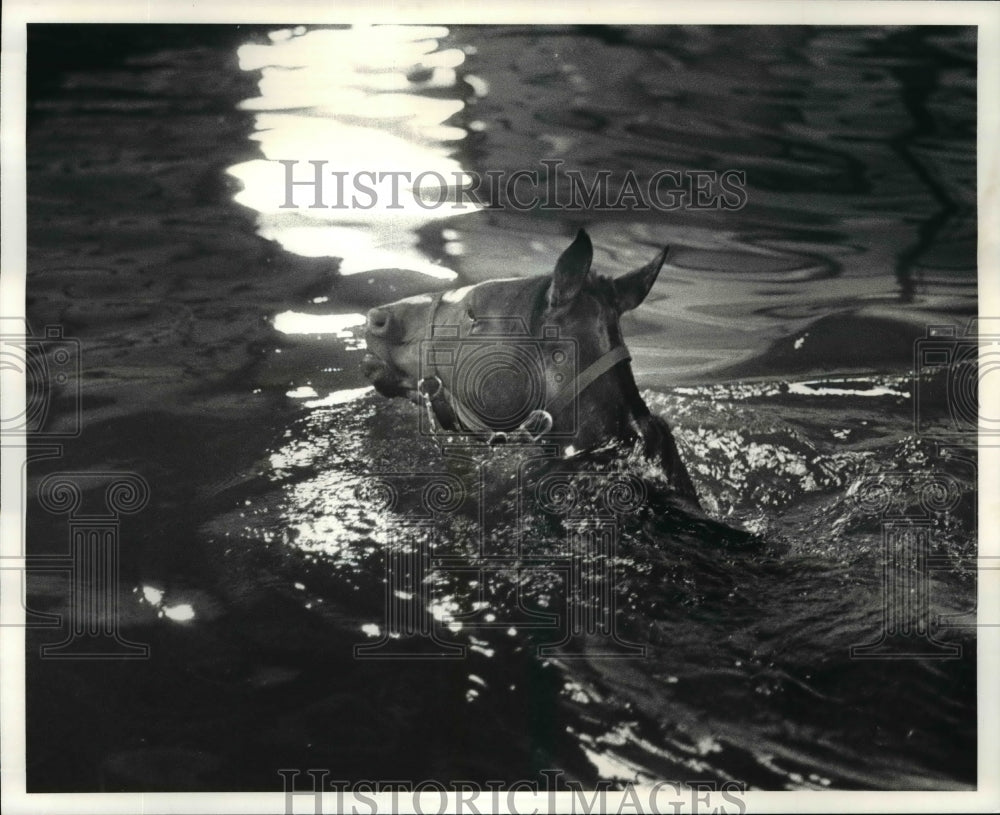 1983 Press Photo Horse Lumber Gart with trainer Jim Pantaleano - cvb53241- Historic Images