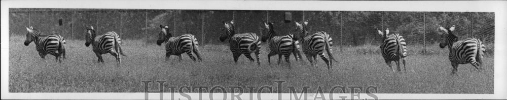 1971 Press Photo African Lion Safari Amusement Park- Historic Images