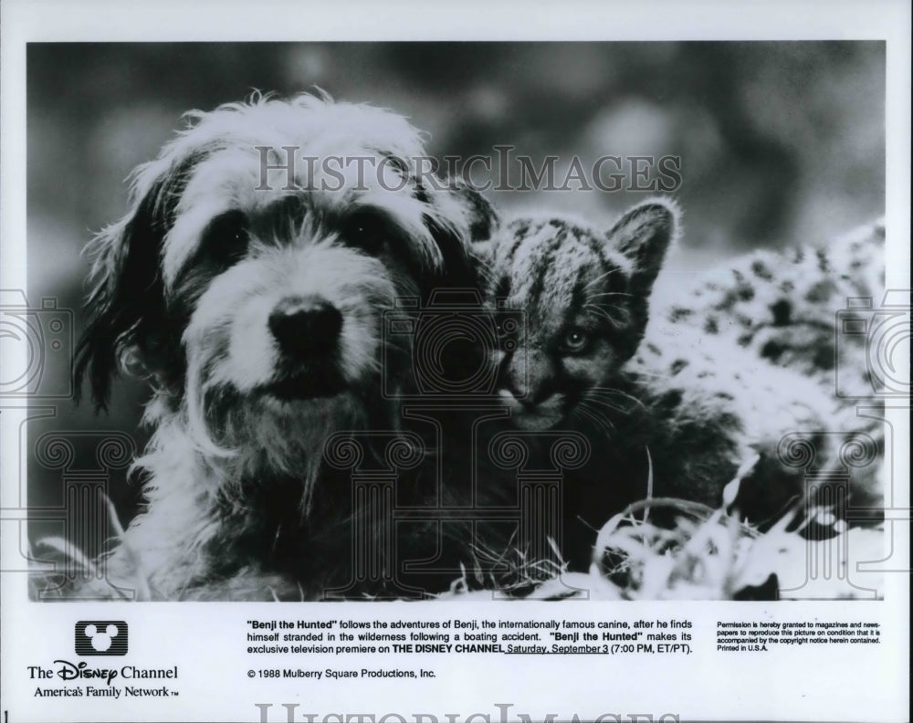 1988 Press Photo Scene from Benji the Hunted - cvp31094- Historic Images