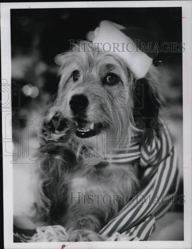 1987 Press Photo Movies Benji - cvp31387- Historic Images