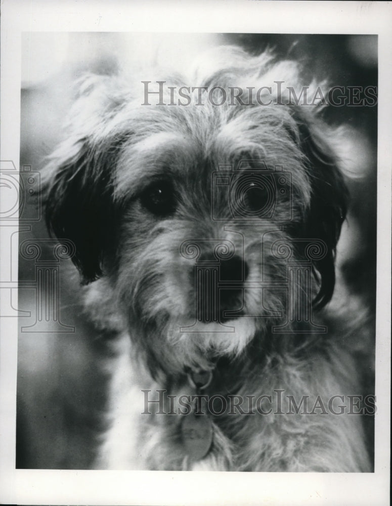 1980 Press Photo Benji Movie - cvp38775- Historic Images