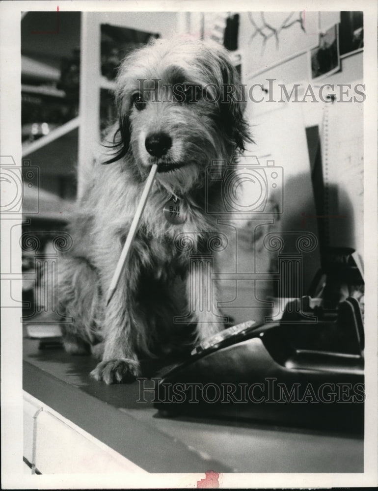 1980 Press Photo Benji The Movie - cvp38777- Historic Images