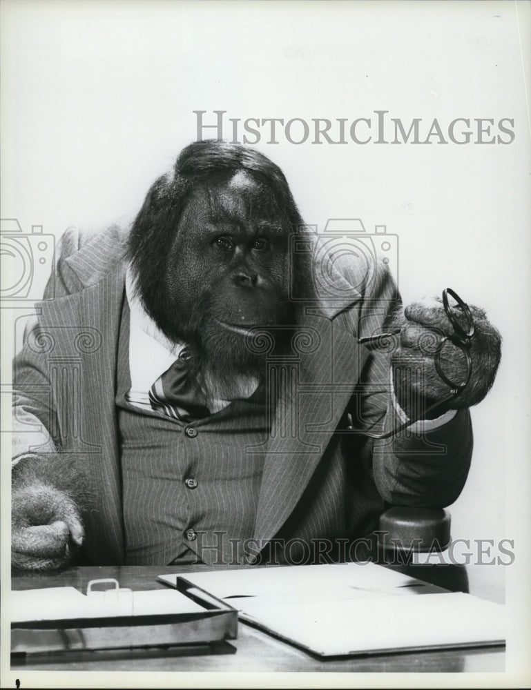 1983 Press Photo Mr. Smith the Orangutan stars in Mr. Smith TV show - cvp48271- Historic Images