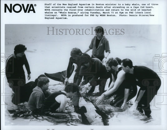 1988 Press Photo Rescue of Baby Whale on Whale Rescue- Historic Images